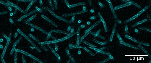 Bacillus Subtilis is at it again