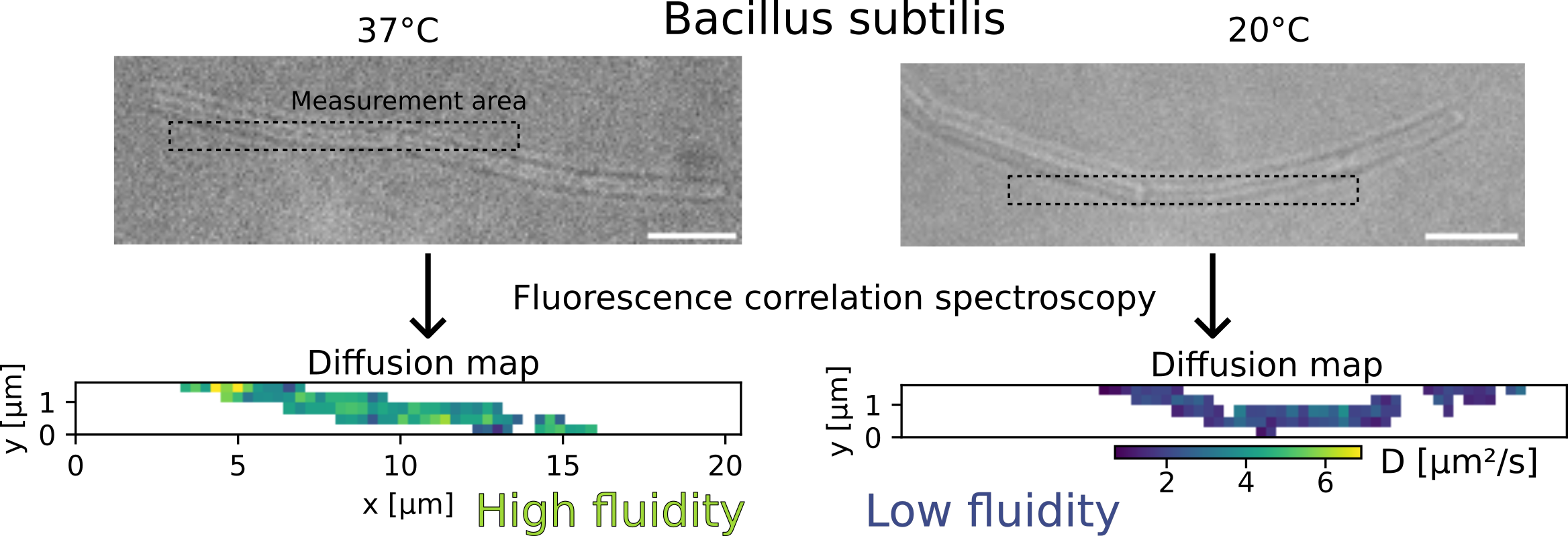 Measurement of diffusion speed in the membrane of Bacillus subtilis at 20°C and 37°C